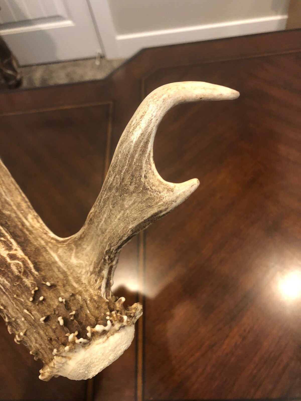 Wild Mule Deer Large Self Standing Cabin Lodge Taxidermy Horn Antler Decor