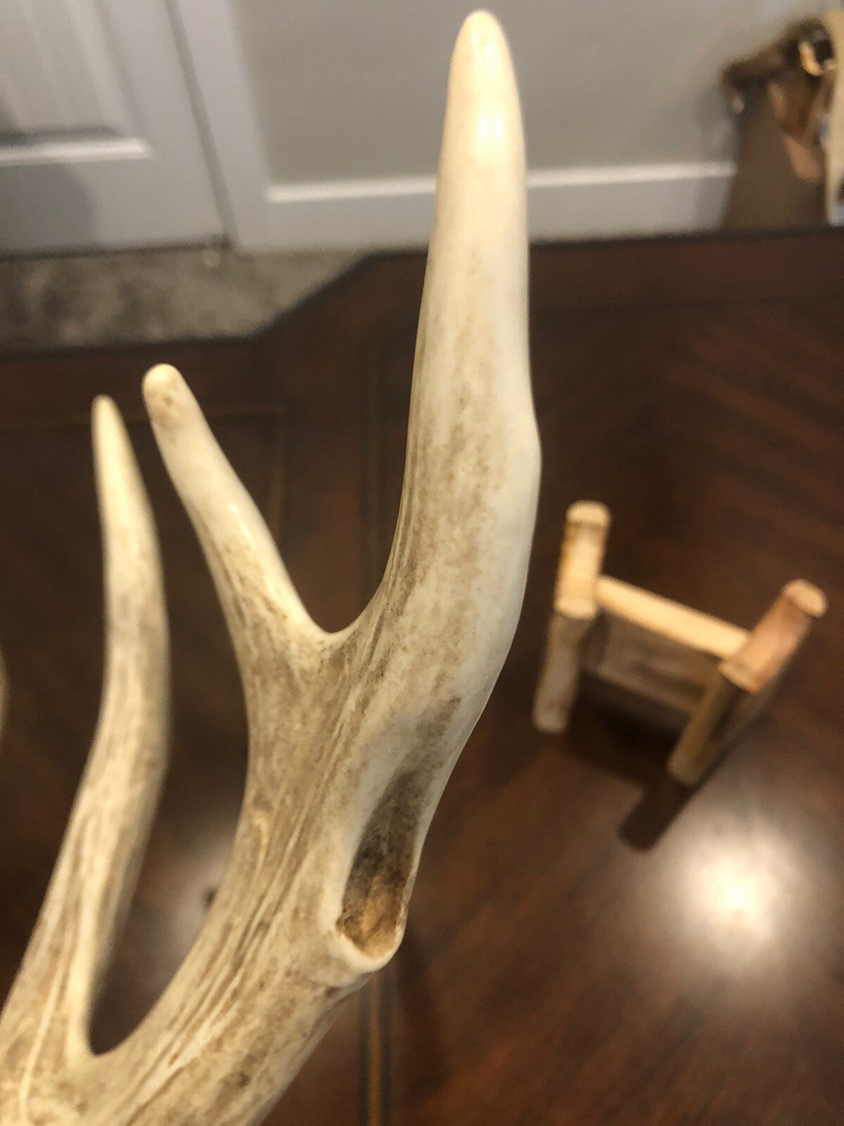 Wild Whitetail W/ Flyer & Main Beam Blowhole Great Color Taxidermy Antler Horn