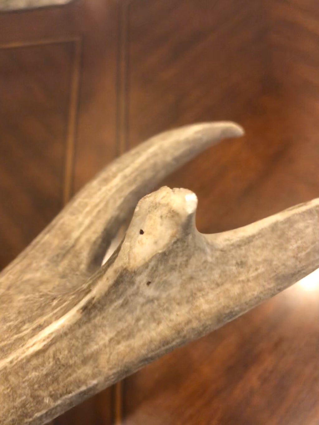Wild Mule Deer Large Self Standing Cabin Lodge Taxidermy Horn Antler Decor