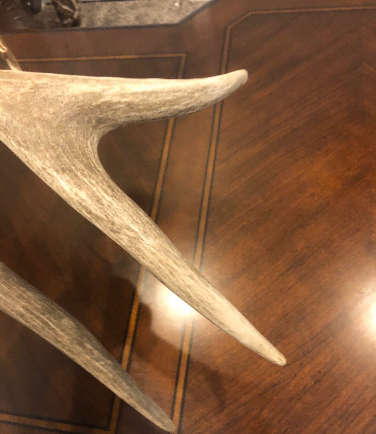 Wild Mule Deer Large Self Standing Cabin Lodge Taxidermy Horn Antler Decor
