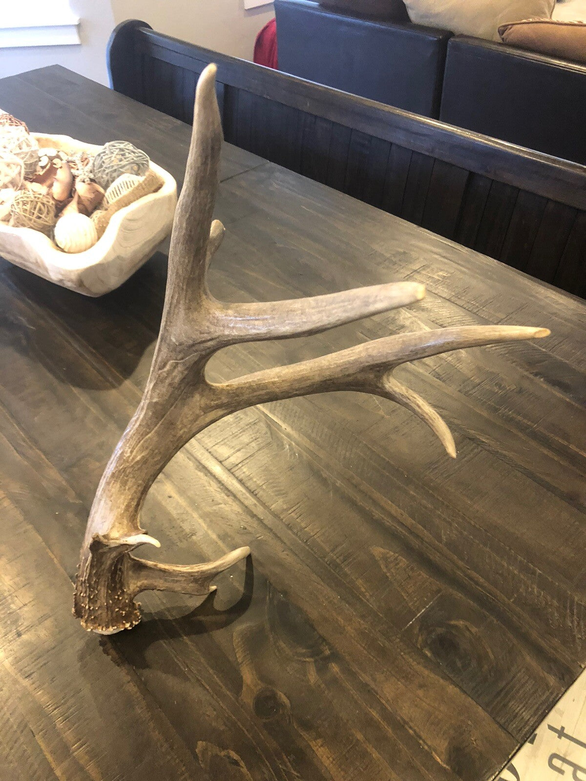 Wild Mule Deer Large Self Standing Cabin Lodge Taxidermy Horn Antler Decor