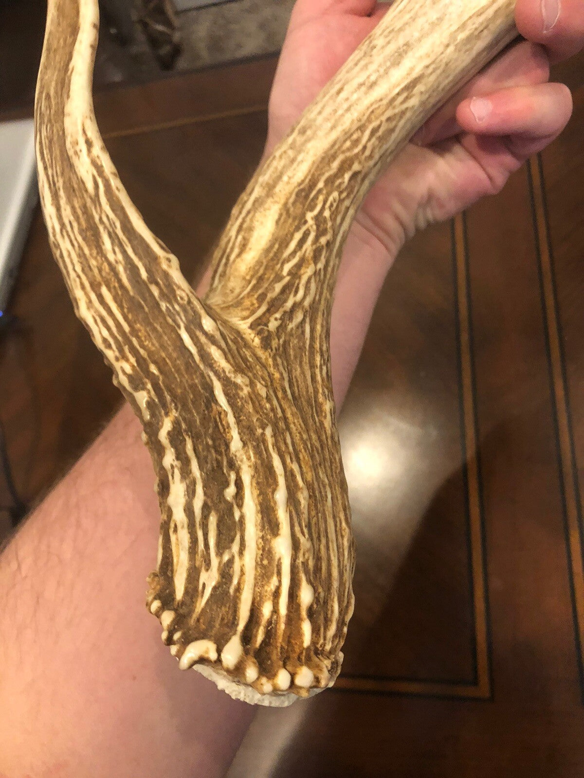 Wild Whitetail W/ Flyer & Main Beam Blowhole Great Color Taxidermy Antler Horn