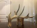 Wild Whitetail W/ Flyer & Main Beam Blowhole Great Color Taxidermy Antler Horn