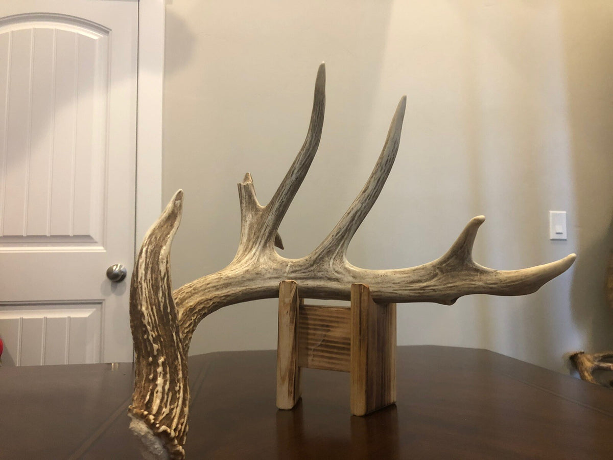 Wild Whitetail W/ Flyer & Main Beam Blowhole Great Color Taxidermy Antler Horn