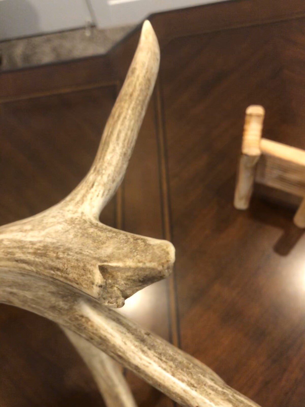 Wild Whitetail W/ Flyer & Main Beam Blowhole Great Color Taxidermy Antler Horn