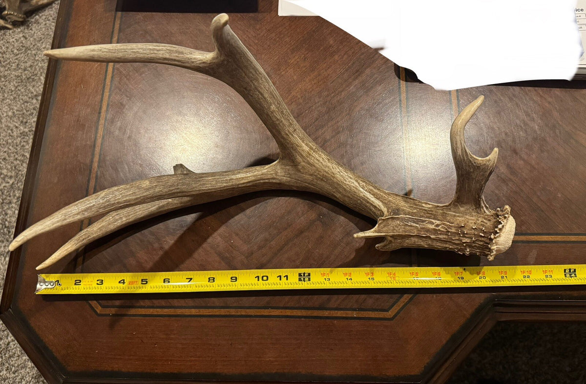 Wild Mule Deer Large Self Standing Cabin Lodge Taxidermy Horn Antler Decor