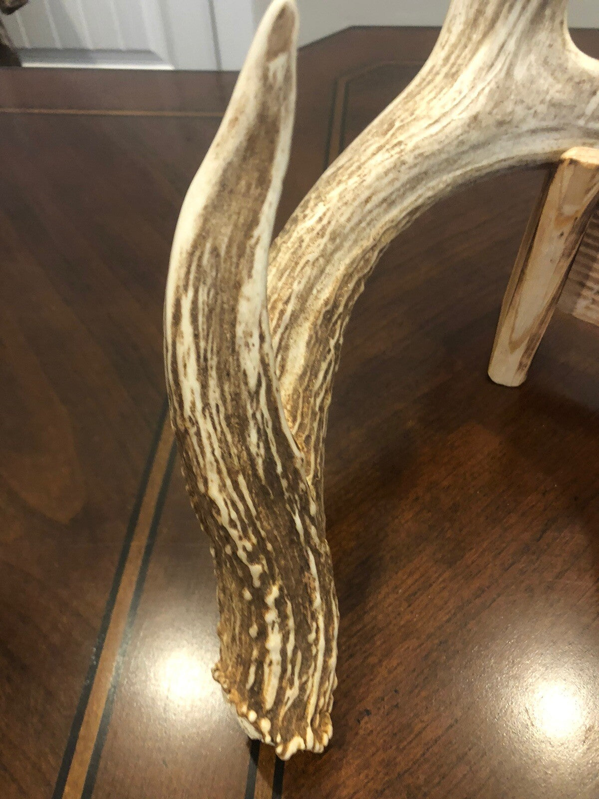 Wild Whitetail W/ Flyer & Main Beam Blowhole Great Color Taxidermy Antler Horn