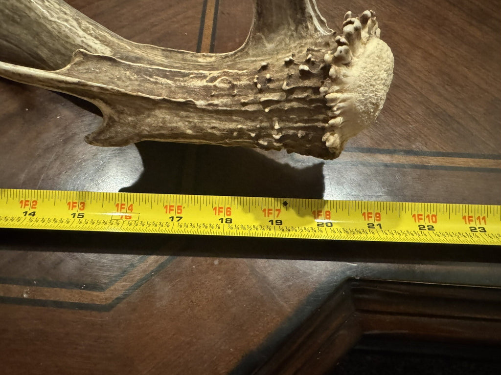 Wild Mule Deer Large Self Standing Cabin Lodge Taxidermy Horn Antler Decor