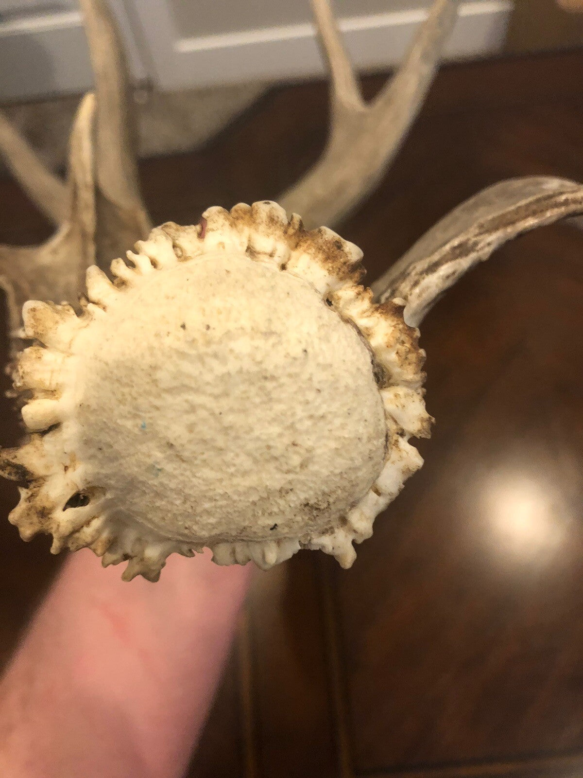 Wild Mule Deer Large Self Standing Cabin Lodge Taxidermy Horn Antler Decor