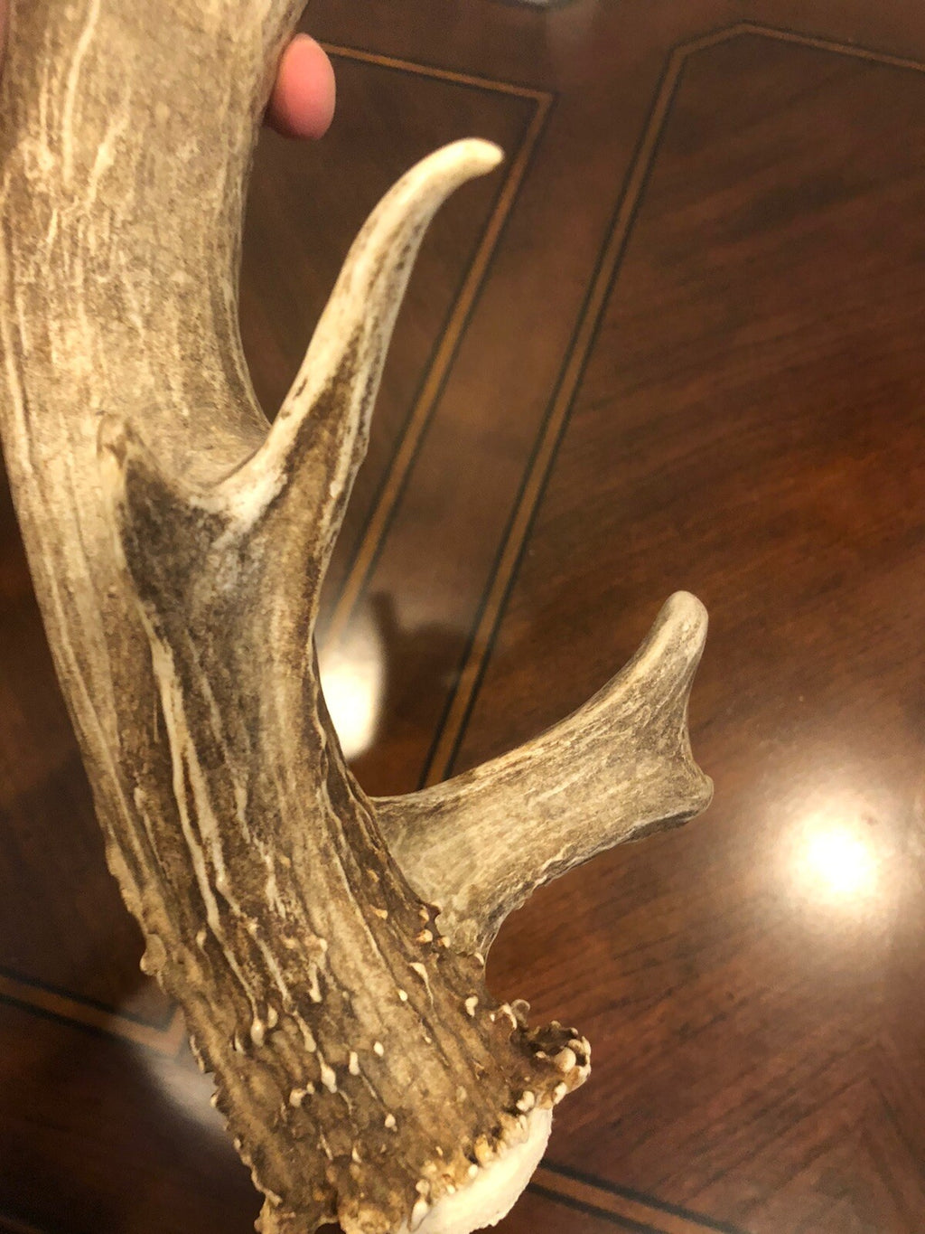Wild Mule Deer Large Self Standing Cabin Lodge Taxidermy Horn Antler Decor