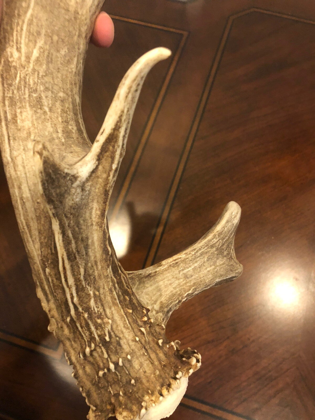 Wild Mule Deer Large Self Standing Cabin Lodge Taxidermy Horn Antler Decor