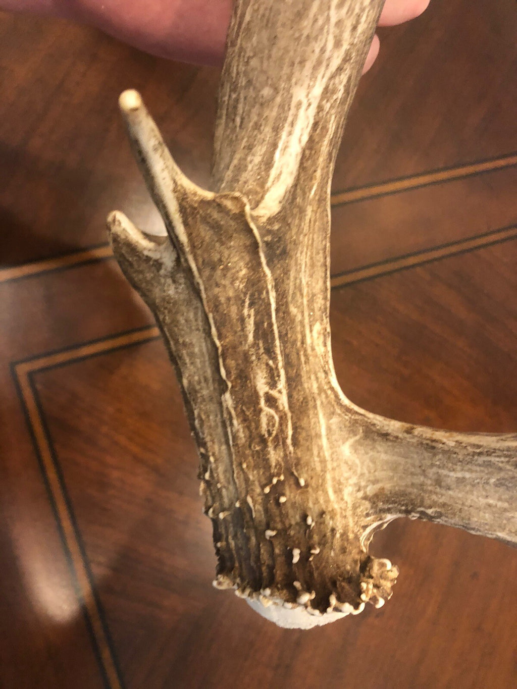 Wild Mule Deer Large Self Standing Cabin Lodge Taxidermy Horn Antler Decor