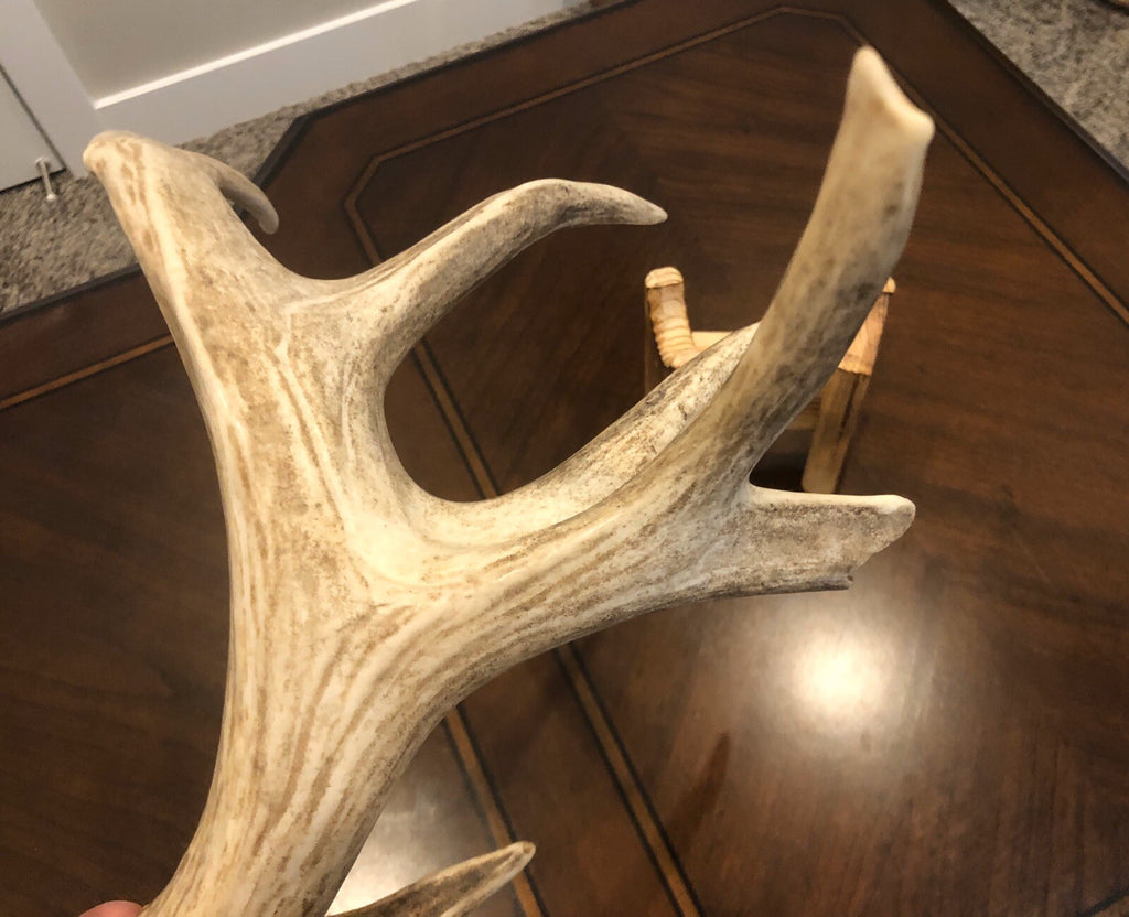 Wild Whitetail W/ Flyer & Main Beam Blowhole Great Color Taxidermy Antler Horn