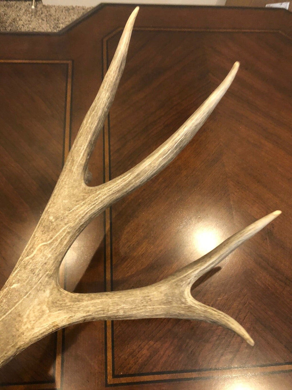 Wild Mule Deer Large Self Standing Cabin Lodge Taxidermy Horn Antler Decor