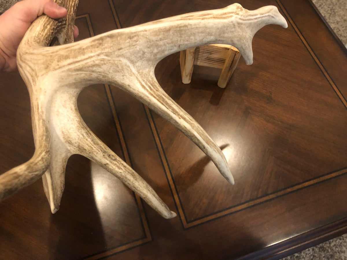 Wild Whitetail W/ Flyer & Main Beam Blowhole Great Color Taxidermy Antler Horn